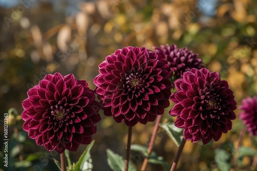 Gorgeous deep purple dahlia blossoms thriving under the autumn sun, perfect for seasonal design backgrounds with ample copy space.