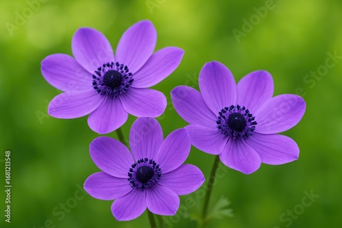 Triple-lobed purple blooms with a blurred leafy background