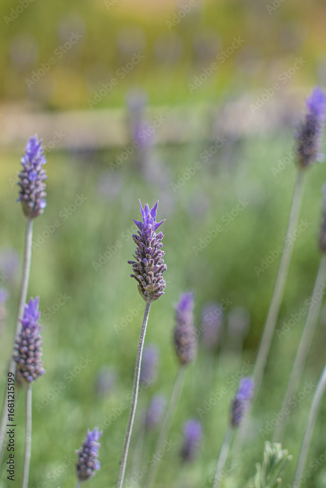Fototapeta premium field of lavender