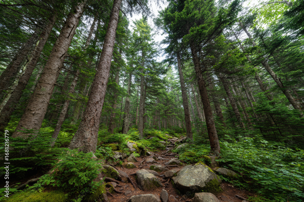 Obraz premium discover lush ultrabright forests of maine where nature flourishes in all its glory