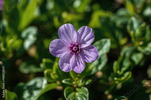 Beautiful purple blossom of the warm season in the wild