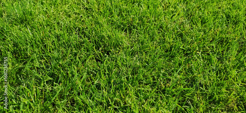 Lush Green Grass Lawn Texture Background in Natural Sunlight
