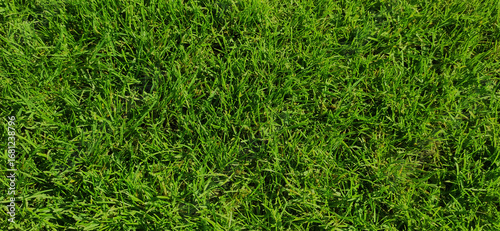 Lush Green Grass Lawn Texture Background in Natural Sunlight
