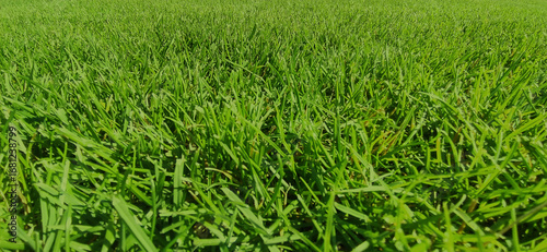 Lush Green Grass Lawn Texture Background in Natural Sunlight