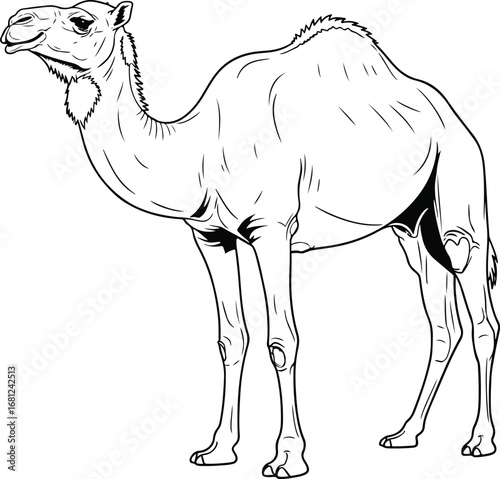 Camel: A detailed line art illustration of a camel standing, in a hand-drawn sketch style, perfect for desert and safari themes.