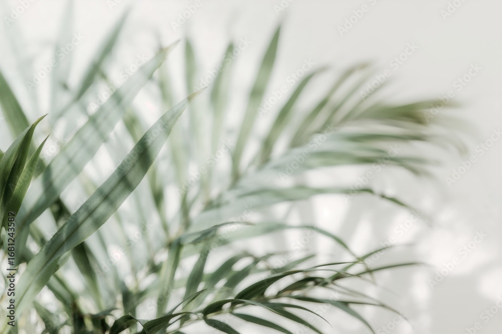Fototapeta premium Blurred green foliage backdrop featuring a lady palm against a white surface