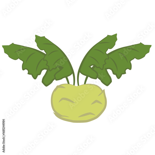 Illustration of kohlrabi vegetable with leaves. For use in materials about healthy eating.