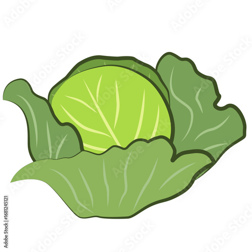 Illustration of cabbage. For projects related to farm products and organic vegetables.