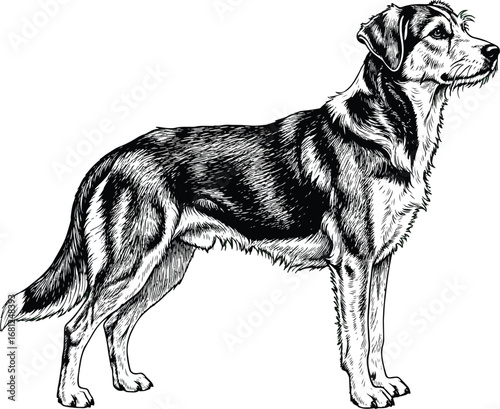 Dog: A highly detailed line art illustration of a dog standing in profile, with intricate fur texture and a classic, realistic style.