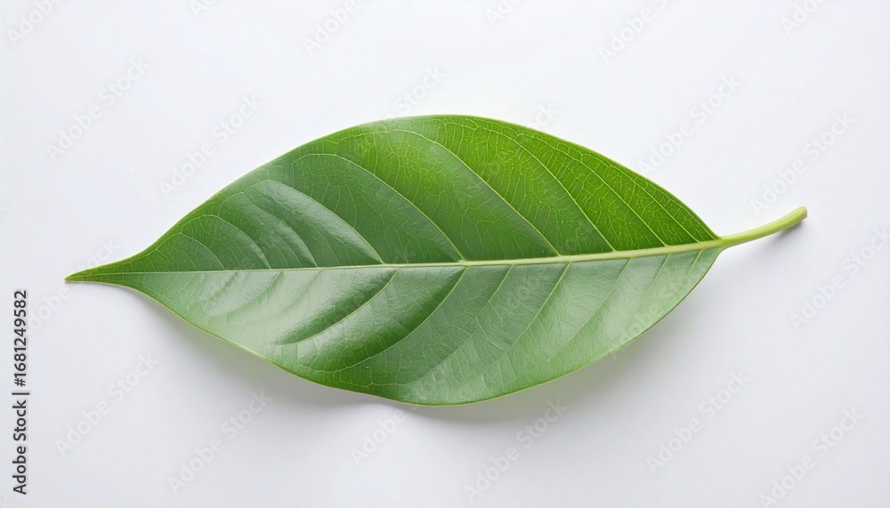 Obraz premium green leaf isolated on white