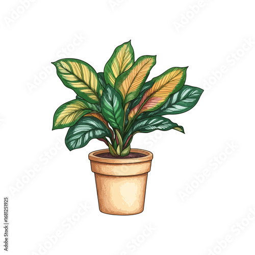 calathea hand drawn illustration