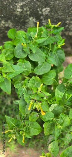 Wallpaper Mural green leaves in water Torontodigital.ca