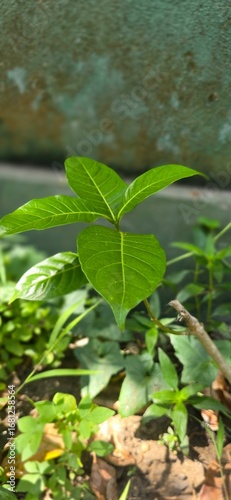 Wallpaper Mural green leaves in water Torontodigital.ca