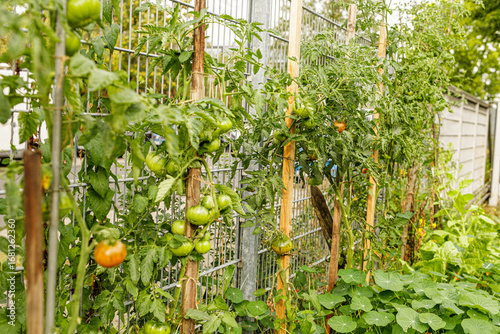 Vibrant image of green toma...