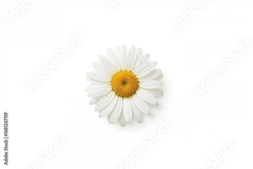 Wallpaper Mural White background with Transvaal daisy bloom Torontodigital.ca