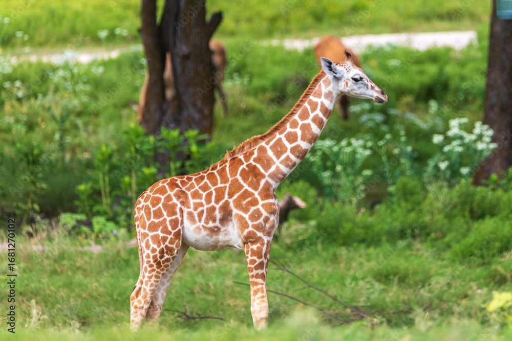 Obraz premium giraffe in the wild