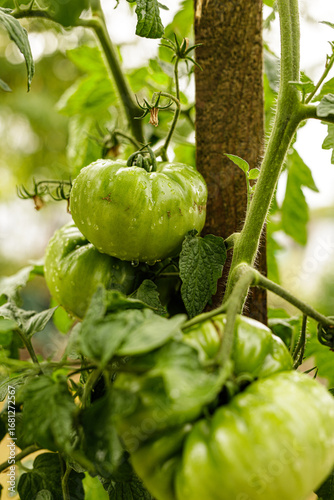 Close-up of fresh, green to...