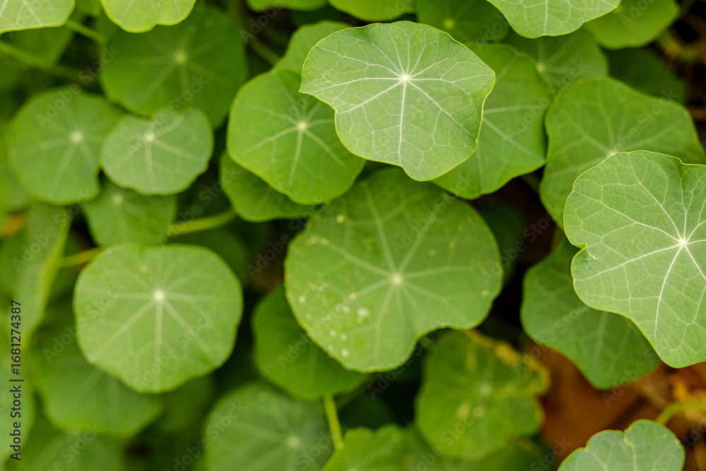 Fototapeta premium Close-up shot of lush, round nasturtium leaves. Perfect for nature, spring, and health themes. High-resolution image ideal for prints and designs.