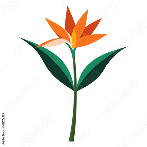 strelitzia alba vector isolated on white