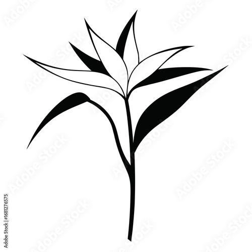 strelitzia alba vector line art on white background