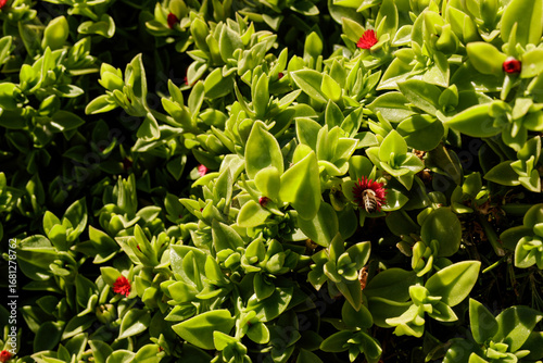 Close-up shot of vibrant gr...