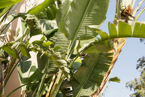 Stock photo of large, vibra...