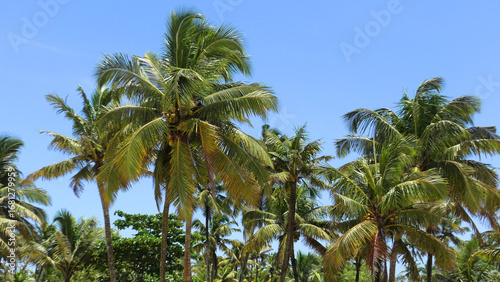 Wallpaper Mural A beautiful landscape with coconut trees in Kerala, India Torontodigital.ca