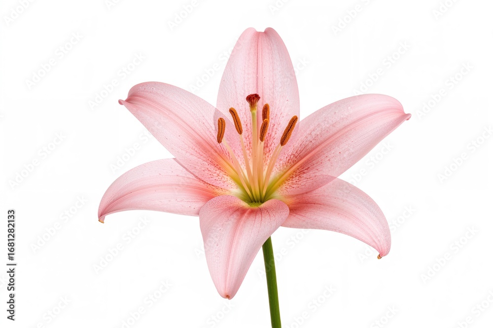 Fototapeta premium Single pink lily flower on a white background
