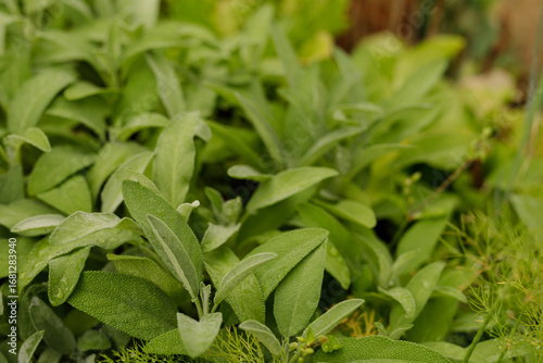 Close-up of lush green sage...