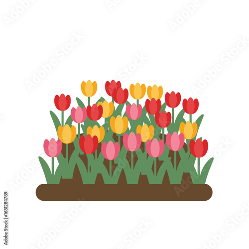 Colorful Tulip Flower Bed