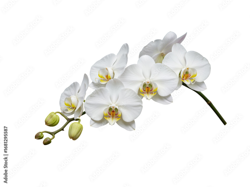 Obraz premium Elegant white phalaenopsis orchid branch blooming with delicate petals and buds transparent background