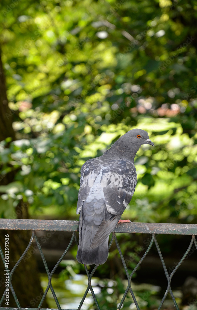 Obraz premium Pigeon biset, Columba livia, Rock Dove