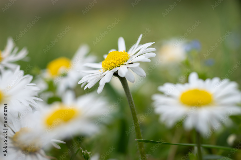 Fototapeta premium Close up of daisy flower bent on left among a lot of daisy flowers blurred and out of focus