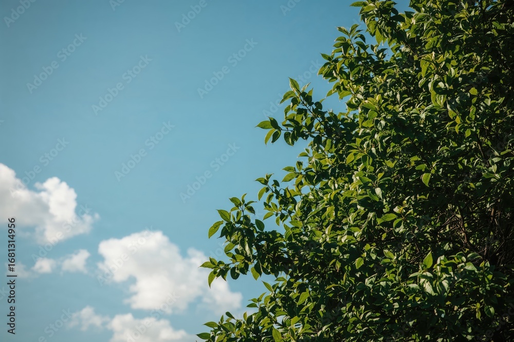 Fototapeta premium Foliage and sky in shades of green and blue