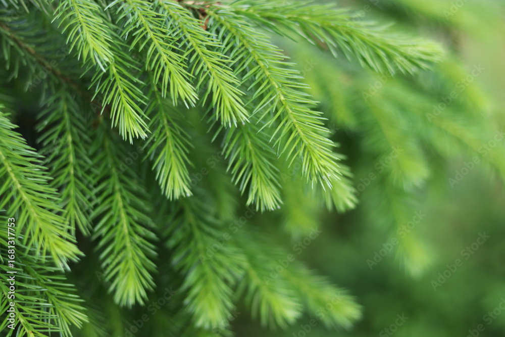 Fototapeta premium Green spruce branches close-up, detailed natural texture, evergreen foliage background, forest concept, eco-friendly seasonal design, perfect for decoration, holiday and nature themes.