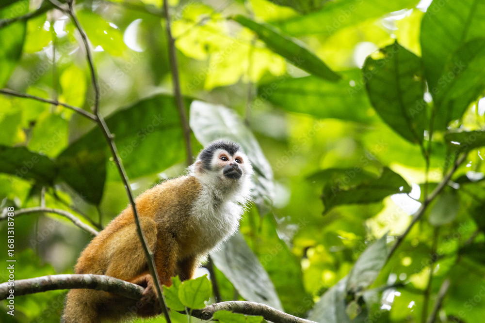 Fototapeta premium Capuchin monkey perched on a branch surrounded by lush green foliage in a tropical rainforest
