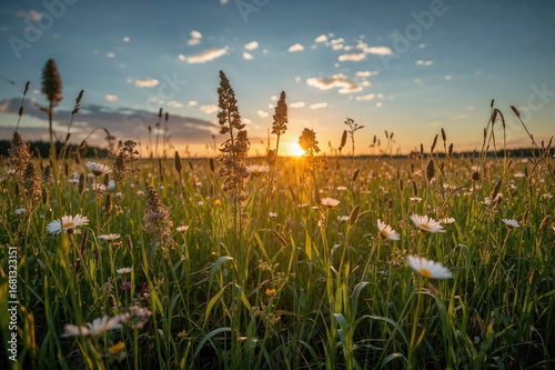 Sunset over untamed grasslands