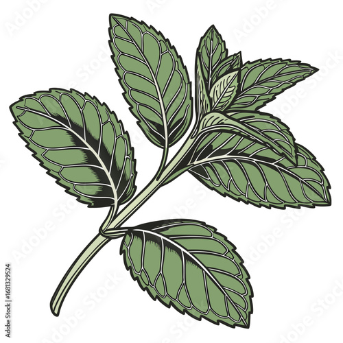 A detailed illustration of a fresh green mint plant with serrated leaves and visible veins on a white background