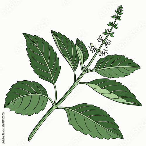 Illustration of a green basil plant with serrated leaves and a flowering spike on a white background