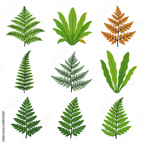 Icon vector tassel tongue polypody frond collection fern tree japanese autumn
