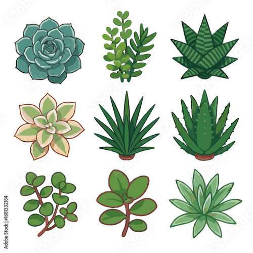 Vector variegata limifolia lanceolata paraguayense longiflora icon grid peacockii pellucida succulent geminiflora