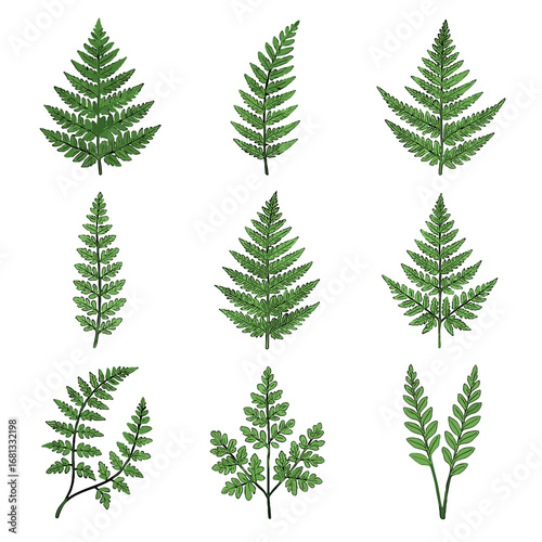 Polystichum forest setiferum climbing collection vector bracken woodsia shield icon ferns green