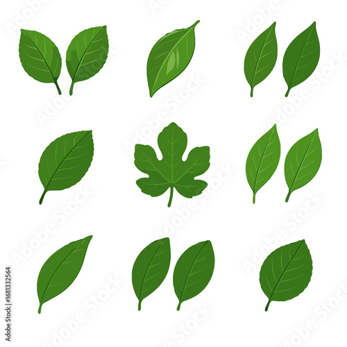 Apricot smooth leaves lemon vector pear icon glossy tree leaf fruit lobed