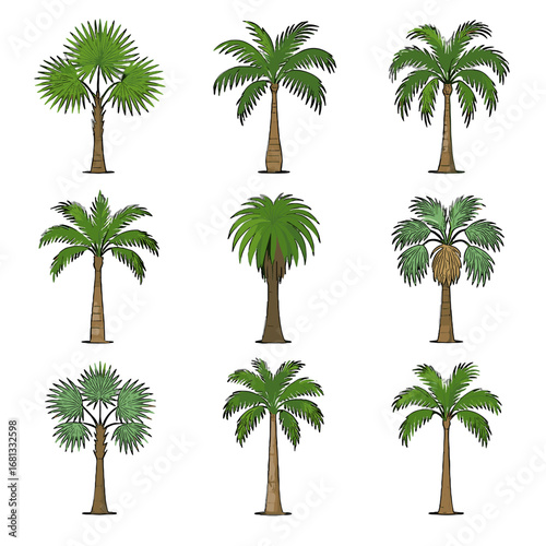Fan carpentaria wax cuban tropical palm collection betel vector icon spindle man