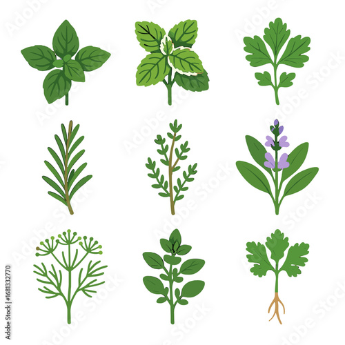Vector parsley sprig herb barbecue icon pineapple leaves roots coriander root fresh