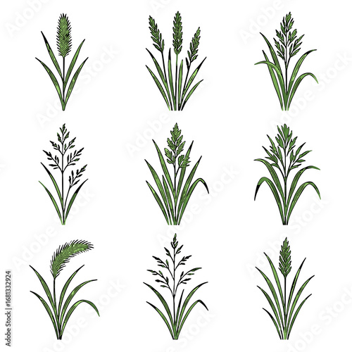 Meadow wildrye foxtail icon bentgrass dropseed timothy orchard grass vector wolftail