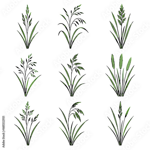 Vector soft oatgrass creeping wood fescue meadow icon grass bluegrass