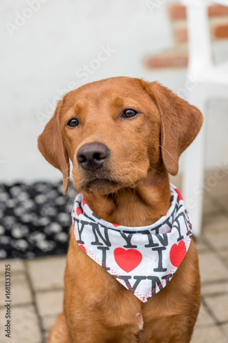 Labrador Puppy with 'I ❤️ NY' Bandana in Moncalvo, Italy