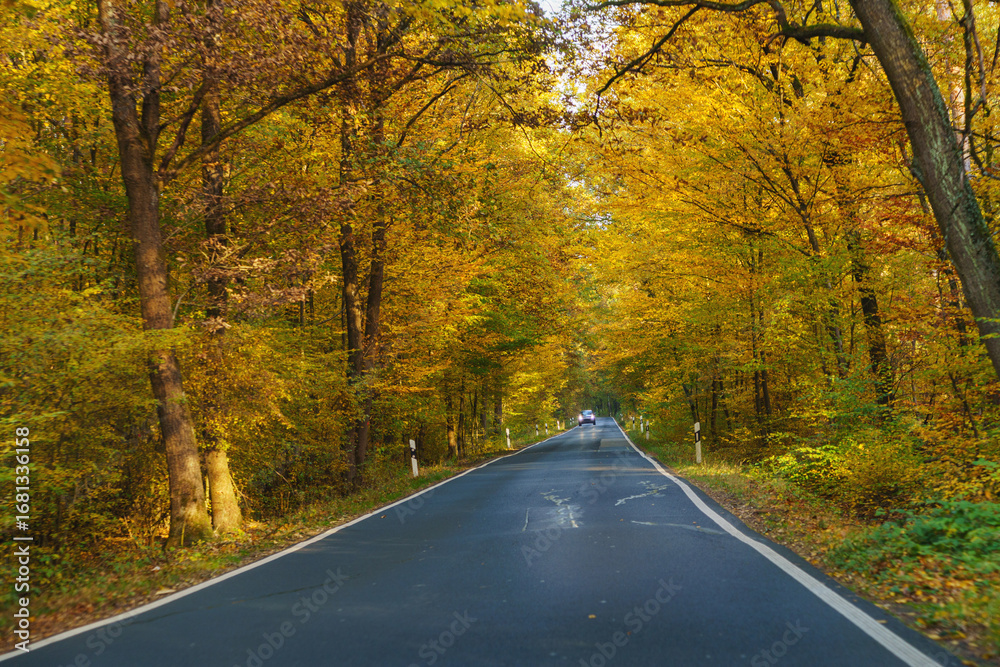 Fototapeta premium A summer or autumn sunny asphalt road through the forest.