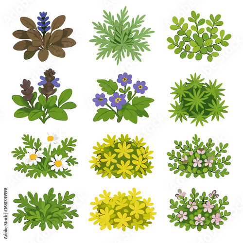 Groundcover prunella sedum artemisia chocolate thyme icon creeping heliotrope vector moss set